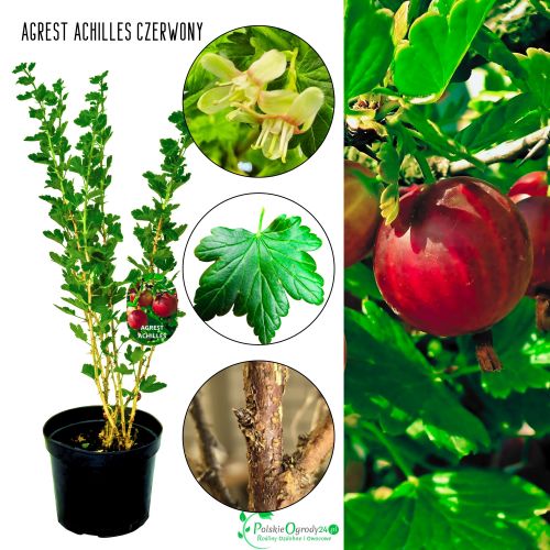 Agrest Achilles odporny na mączniaka KRZEW 40–80 cm