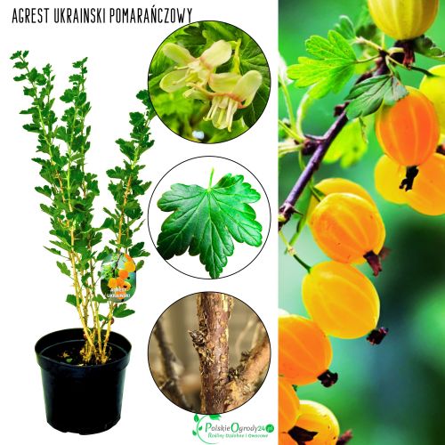 Agrest ukraiński pomarańczowy na przetwory KRZEW 40–80 cm