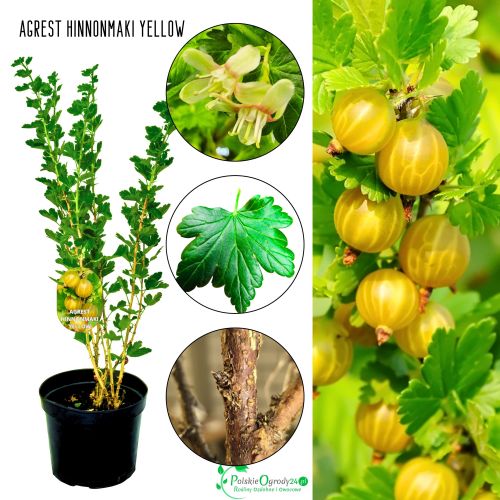 Agrest Hinnonmaki Yellow żółte słodkie owoce KRZEW 40–80 cm