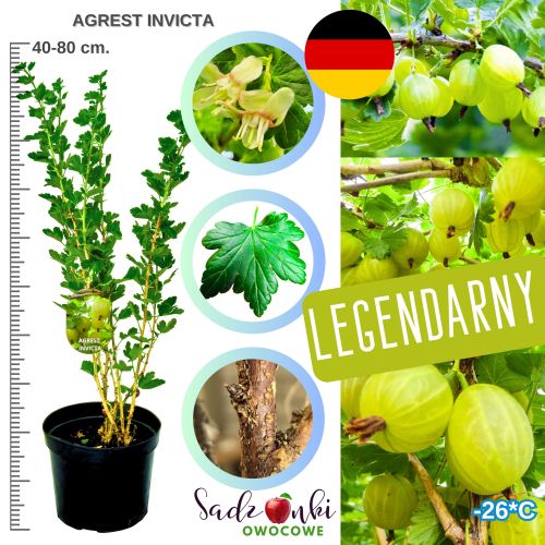 Agrest Invicta zielony odporny na mączniaka KRZEW 40–80 cm