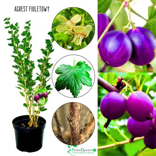Agrest fioletowy obficie owocujący KRZEW 40–80 cm