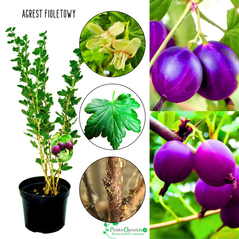 Agrest fioletowy obficie owocujący KRZEW 40–80 cm