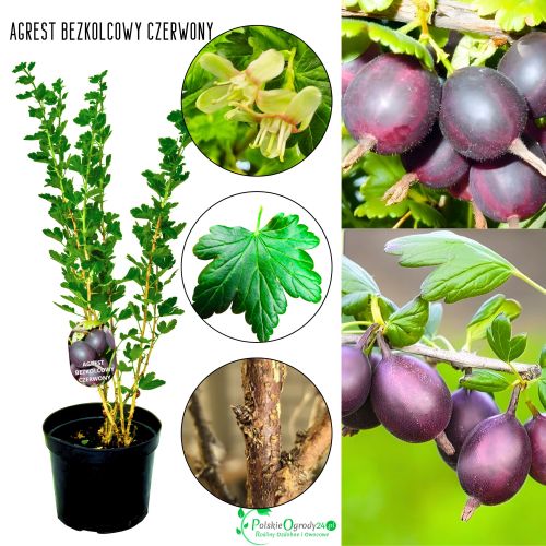 Agrest bezkolcowy czerwony odporny KRZEW 40–80 cm