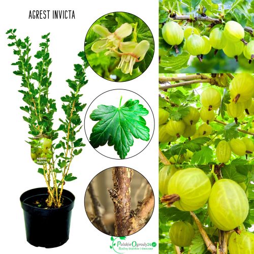 Agrest Invicta zielony odporny na mączniaka KRZEW 40–80 cm
