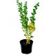 Agrest Hinnonmaki Yellow żółte słodkie owoce KRZEW 40–80 cm