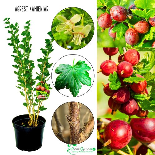 Agrest Kamieniar deserowe owoce KRZEW 40–80 cm