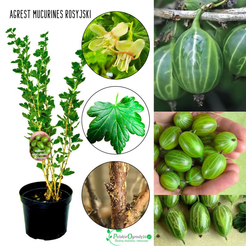 Agrest Mucurines rosyjski zielony odporny KRZEW 40–80 cm