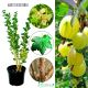 Agrest Resistenta odporny na choroby KRZEW 40–80 cm