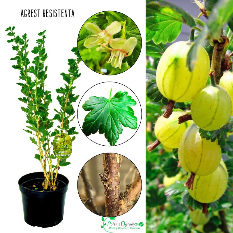 Agrest Resistenta odporny na choroby KRZEW 40–80 cm