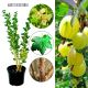 Agrest Resistenta odporny na choroby KRZEW 40–80 cm