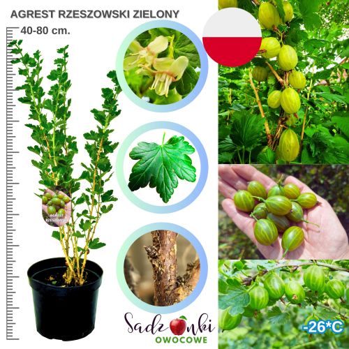 Agrest Rzeszowski zielony odporny na choroby KRZEW 40–80 cm