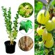 Agrest Resistenta odporny na choroby KRZEW 40–80 cm