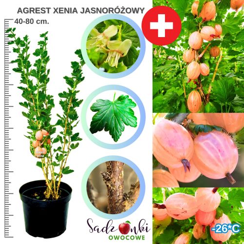 Agrest Xenia jasnoróżowy odmiana Szwajcarska KRZEW 40–80 cm