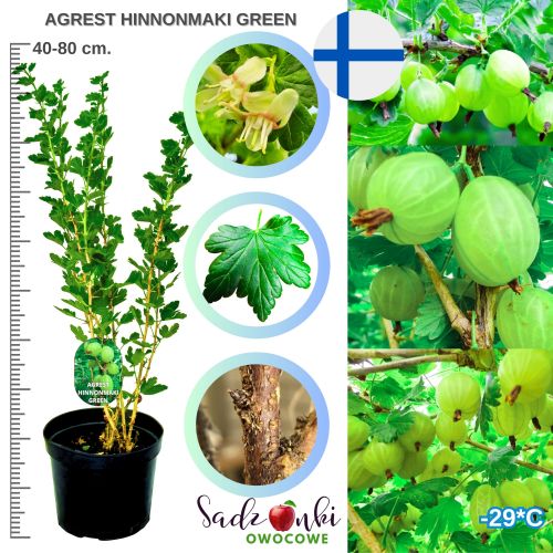 Agrest Hinnonmaki Green wytrzymały KRZEW 40–80 cm