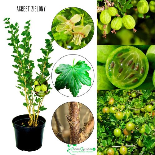 Agrest Zielony odmiana o cienkiej skórce KRZEW 40–80 cm