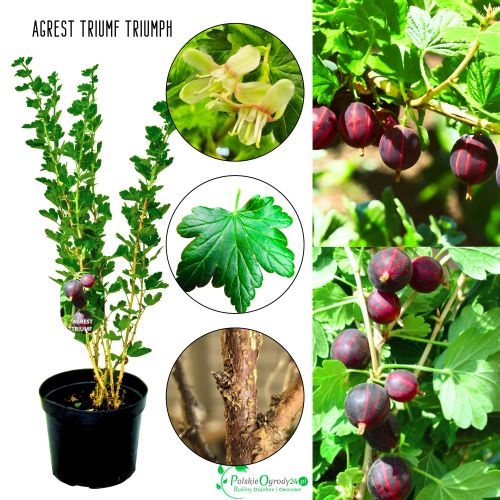 Agrest Triumf czerwony mrozoodporny KRZEW 40–80 cm