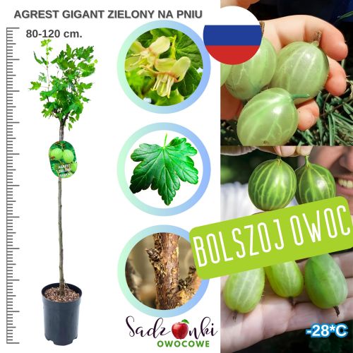 Agrest Gigant Olbrzymi NA PNIU zielony odporny 80-120 cm