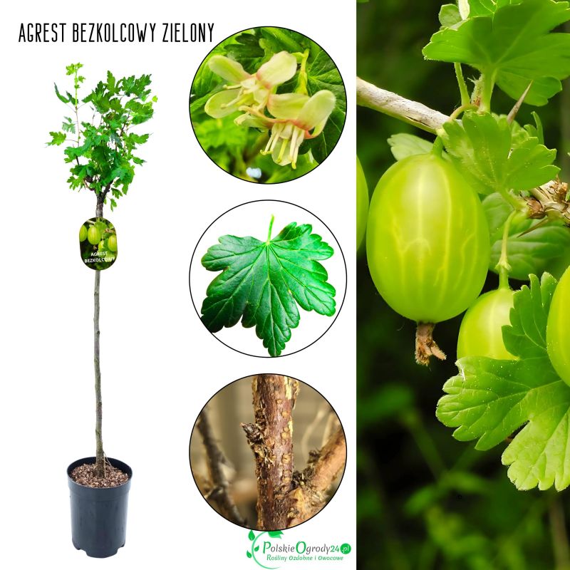 Agrest bezkolcowy NA PNIU zielony słodkie owoce 80-120 cm