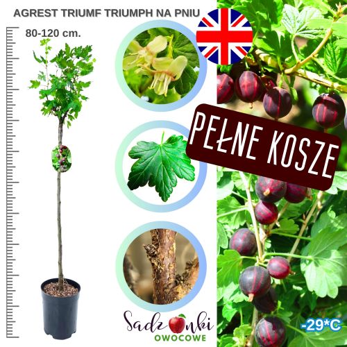 Agrest Triumf NA PNIU czerwony słodki 80-120 cm