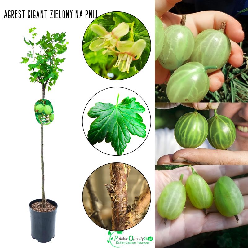 Agrest Gigant Olbrzymi NA PNIU zielony odporny 80-120 cm