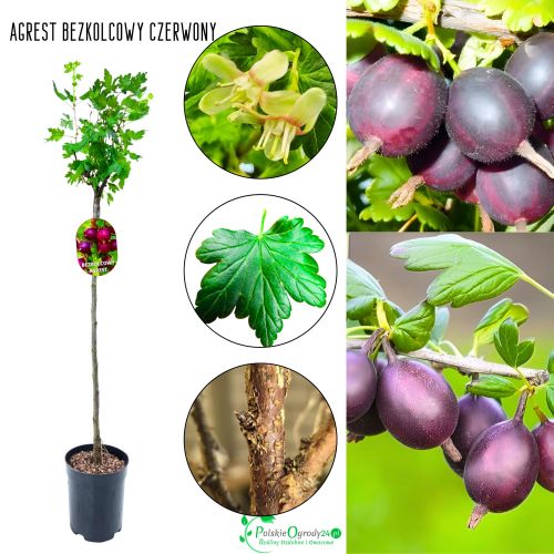 Agrest bezkolcowy NA PNIU czerwony na przetwory 80-120 cm