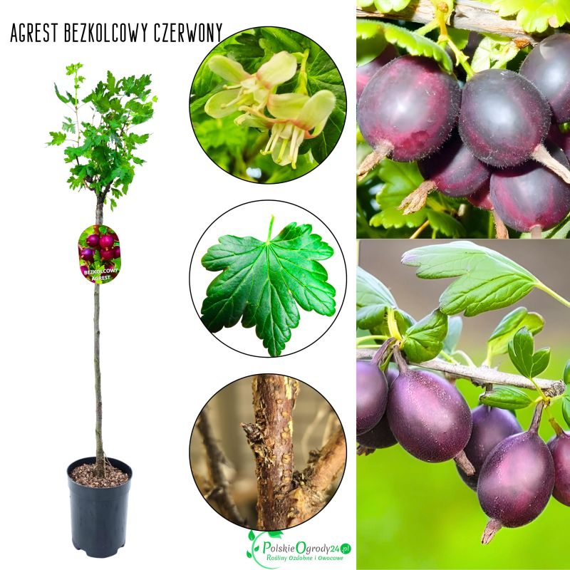 Agrest bezkolcowy NA PNIU czerwony na przetwory 80-120 cm