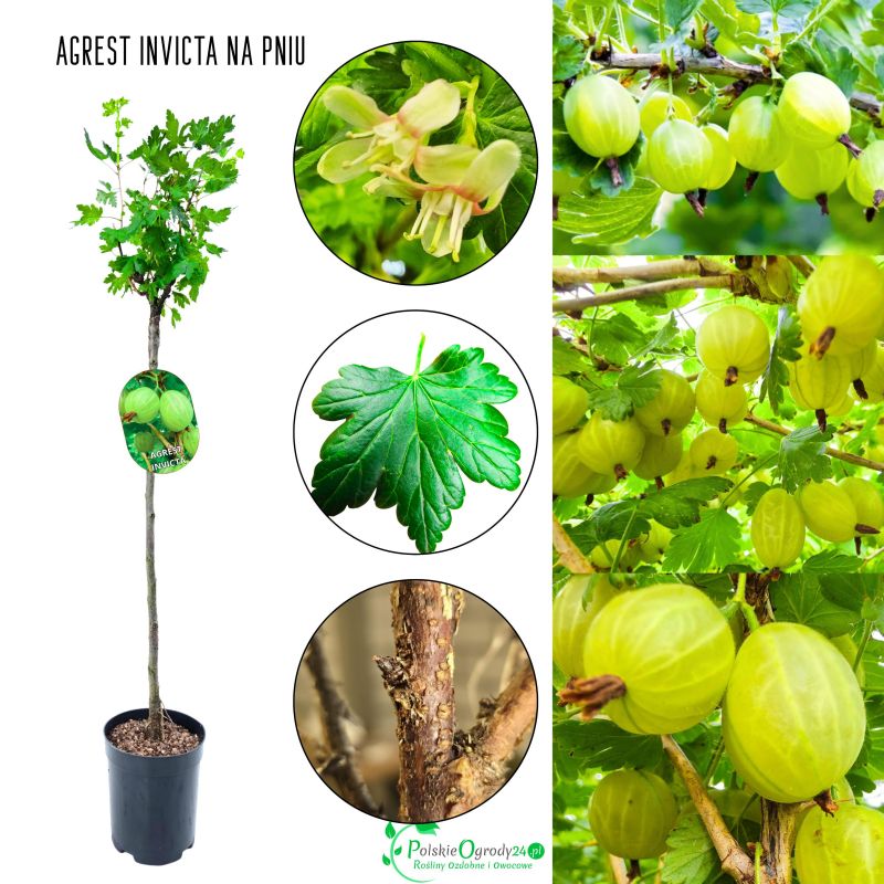 Agrest Invicta NA PNIU zielony odporny 80-120 cm
