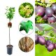 Agrest bezkolcowy NA PNIU czerwony na przetwory 80-120 cm