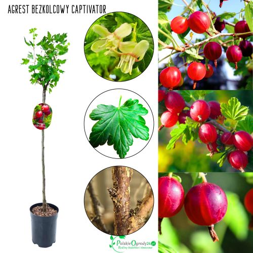 Agrest bezkolcowy NA PNIU Captivator czerwony 80-120 cm