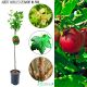 Agrest NA PNIU Achilles czerwony soczyste owoce 80-120 cm