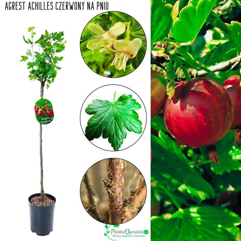 Agrest NA PNIU Achilles czerwony soczyste owoce 80-120 cm