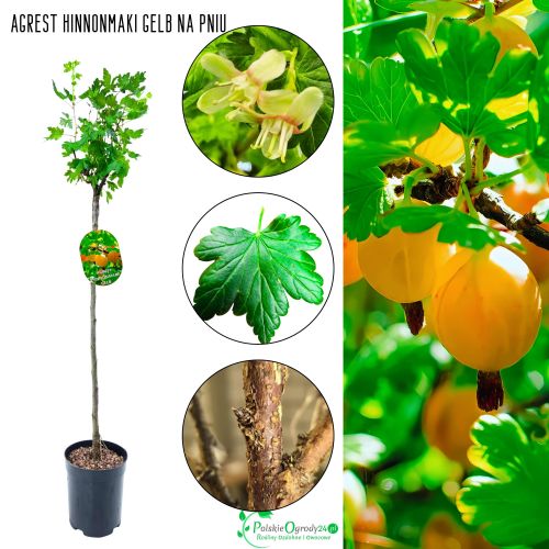 Agrest NA PNIU Hinnonmaki Gelb żółte owoce 80-120 cm