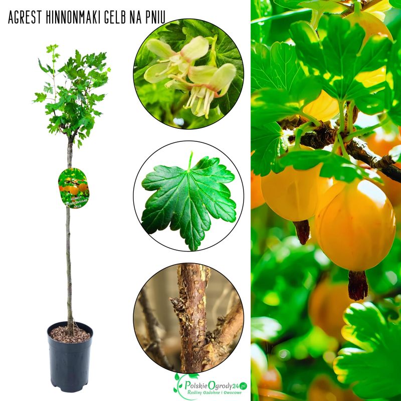 Agrest NA PNIU Hinnonmaki Gelb żółte owoce 80-120 cm