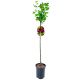 Agrest bezkolcowy NA PNIU czerwony na przetwory 80-120 cm
