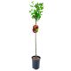 Agrest bezkolcowy NA PNIU Captivator czerwony 80-120 cm