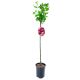 Agrest NA PNIU Gigant Olbrzymi czerwony 80-120 cm