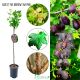 Agrest NA PNIU PAX bordowe soczyste owoce 80-120 cm