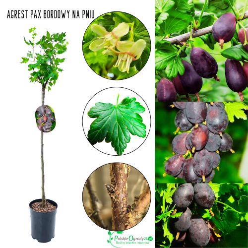 Agrest NA PNIU PAX bordowe soczyste owoce 80-120 cm