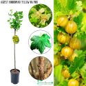 Agrest NA PNIU Hinnonmaki Yellow żółte owoce 80-120 cm