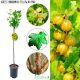 Agrest NA PNIU Hinnonmaki Yellow żółte owoce 80-120 cm