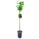 Agrest NA PNIU Achilles czerwony soczyste owoce 80-120 cm