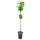Agrest NA PNIU Hinnonmaki Gelb żółte owoce 80-120 cm