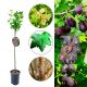 Agrest NA PNIU PAX bordowe soczyste owoce 80-120 cm