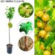 Agrest NA PNIU Hinnonmaki Yellow żółte owoce 80-120 cm