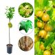 Agrest NA PNIU Hinnonmaki Yellow żółte owoce 80-120 cm