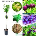Agrest Fioletowy NA PNIU na ekologiczne uprawy 80-120 cm