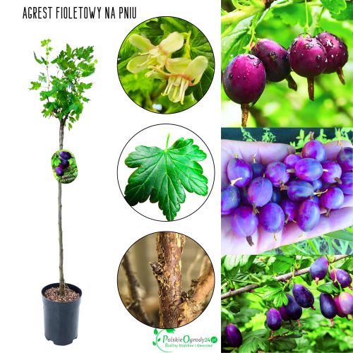 Agrest Fioletowy NA PNIU na ekologiczne uprawy 80-120 cm