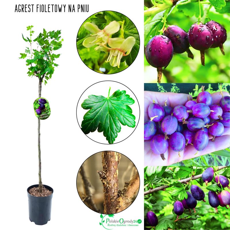 Agrest Fioletowy NA PNIU na ekologiczne uprawy 80-120 cm