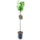 Agrest NA PNIU PAX bordowe soczyste owoce 80-120 cm
