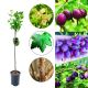 Agrest Fioletowy NA PNIU na ekologiczne uprawy 80-120 cm